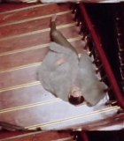 Filename=059.jpg
Filesize=125KiB
Dimensions=1920x1080
Date added=Sep 23, 2024 059.jpg