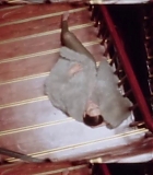 Filename=061.jpg
Filesize=126KiB
Dimensions=1920x1080
Date added=Sep 23, 2024 061.jpg